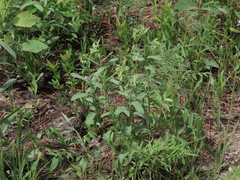Lithospermum virginianum