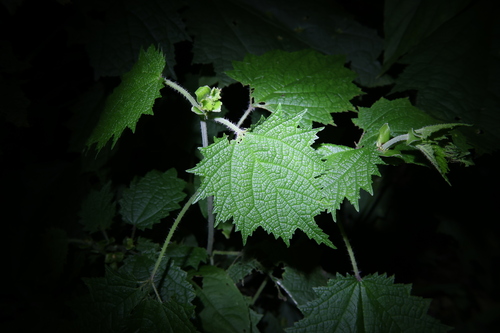 Image of Urtica thunbergiana by (c) 林正文, some rights reserved (CC BY)