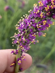 Dalea searlsiae