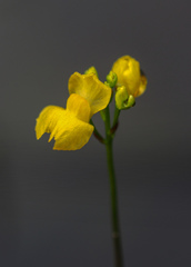 Utricularia geminiscapa