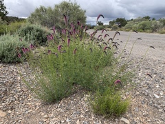Dalea searlsiae