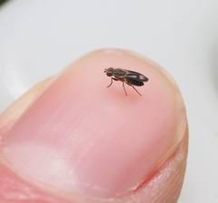 Trixoscelis marginella