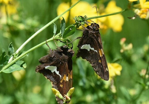 Silver-spotted skipper