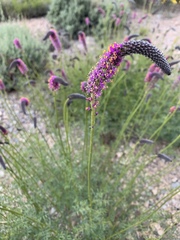 Dalea searlsiae
