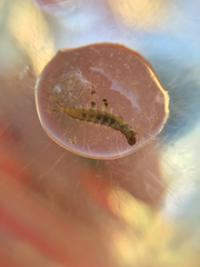 Aoteapsyche colonica