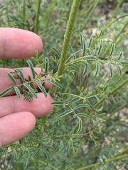 Dalea searlsiae