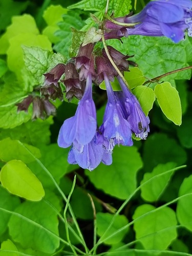 Nettle-leaf mint (Meehania urticifolia)