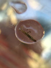 Aoteapsyche colonica