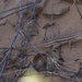 Dunes Sagebrush Lizard - Photo (c) Yinpeng Zhang, some rights reserved (CC BY-NC), uploaded by Yinpeng Zhang