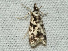 Eudonia aphrodes