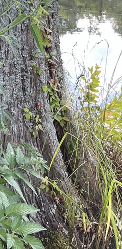 cypressknee sedge (Carex decomposita)