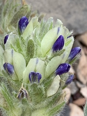 Pediomelum castoreum