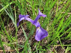 Iris tridentata