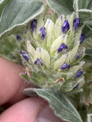 Pediomelum castoreum