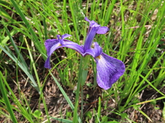 Iris tridentata