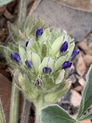 Pediomelum castoreum