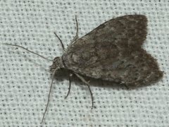Nola pleurosema