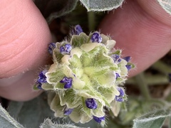 Pediomelum castoreum