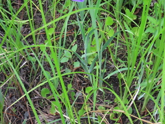 Iris tridentata
