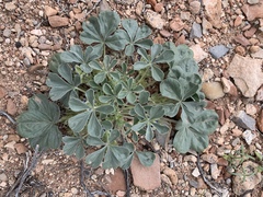 Pediomelum castoreum