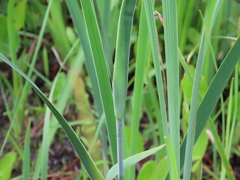 Iris tridentata