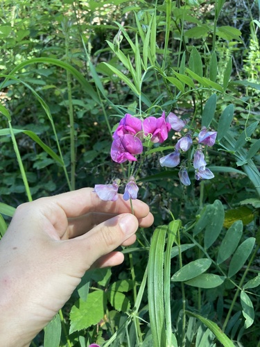Lathyrus cirrhosus, photograph 3