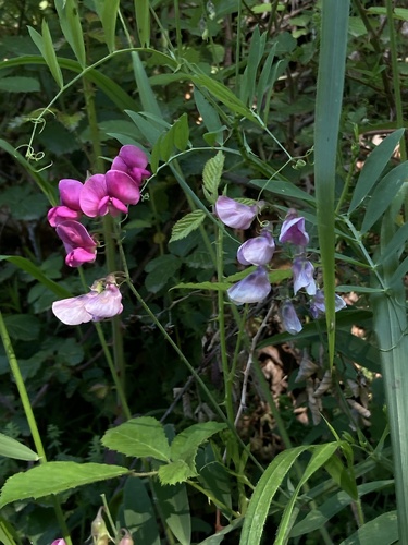 Lathyrus cirrhosus, photograph 4