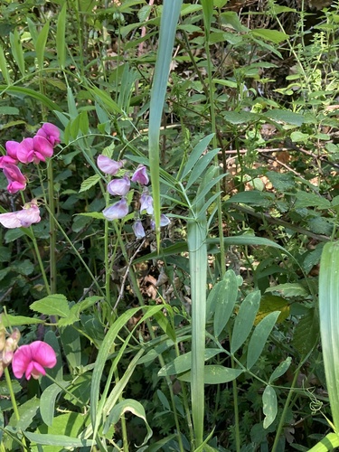 Lathyrus cirrhosus, photograph 5