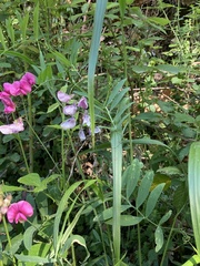 Lathyrus cirrhosus, photograph author not stated, no rights reserved