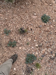 Pediomelum castoreum