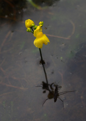 Utricularia geminiscapa