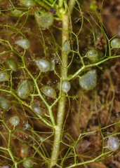 Utricularia geminiscapa