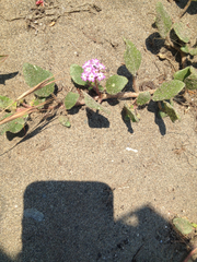 Abronia umbellata breviflora