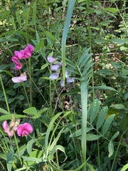 Lathyrus cirrhosus, photograph author not stated, no rights reserved