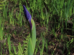 Iris tridentata