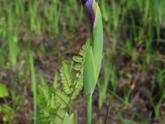 Iris tridentata