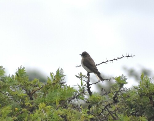 Brown-backed Honeybird (Prodotiscus regulus), photo 9