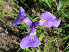 Iris tridentata