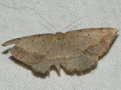 Taxeotis perlinearia