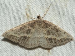 Taxeotis perlinearia