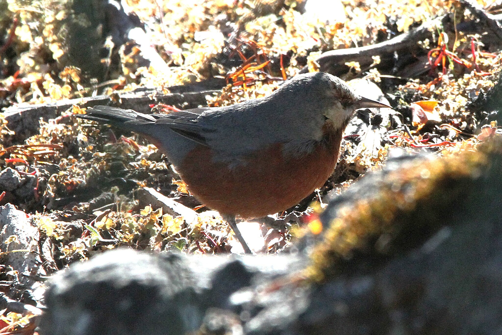 Giant Conebill (Conirostrum binghami), photo 8