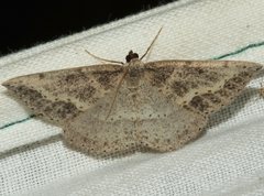 Taxeotis perlinearia