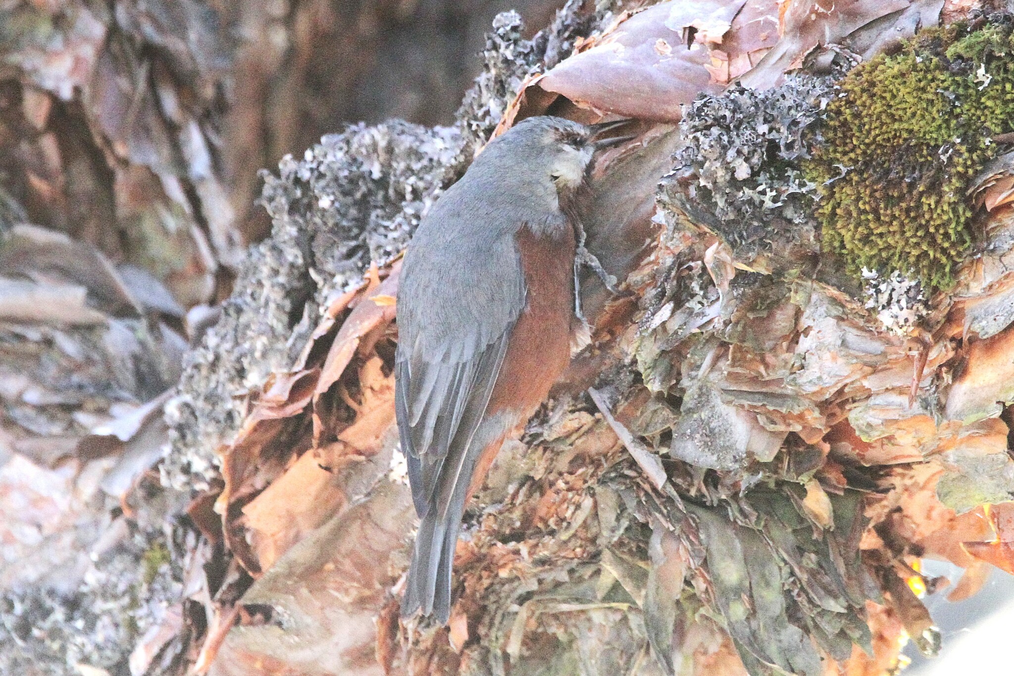 Giant Conebill (Conirostrum binghami), photo 4