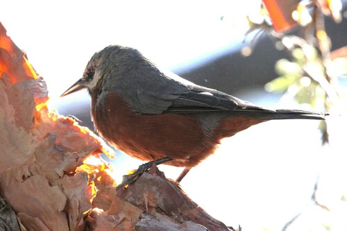 Giant Conebill (Conirostrum binghami), photo 7