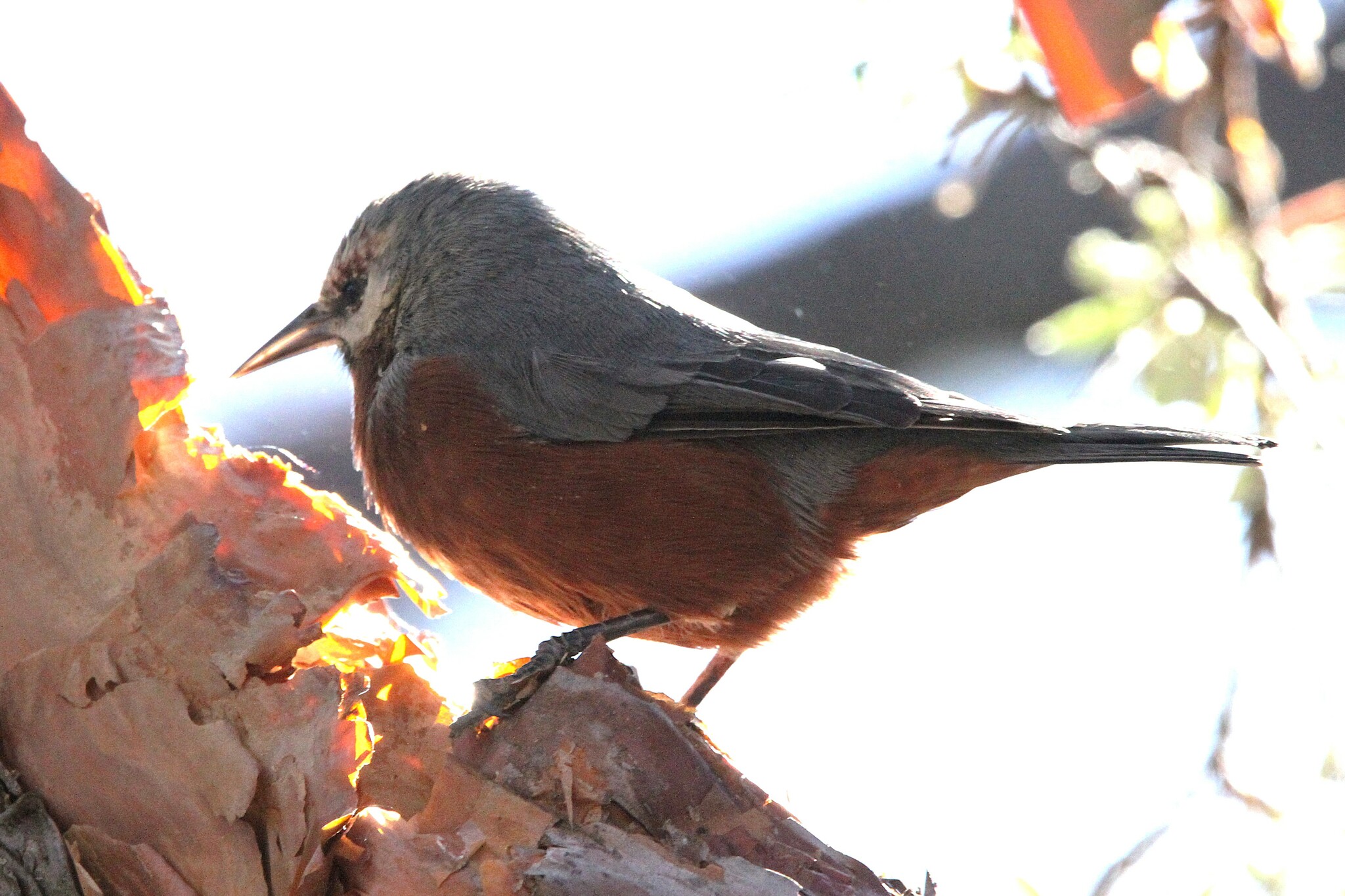 Giant Conebill (Conirostrum binghami), photo 5