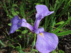 Iris tridentata