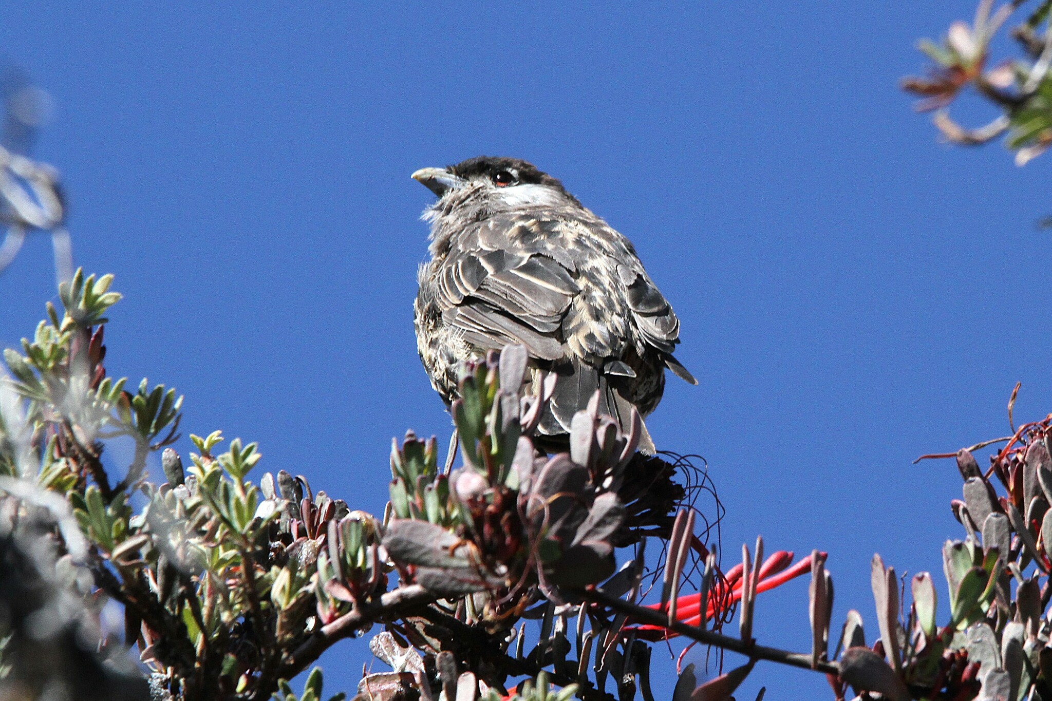 White-cheeked Cotinga (Zaratornis stresemanni), photo 7