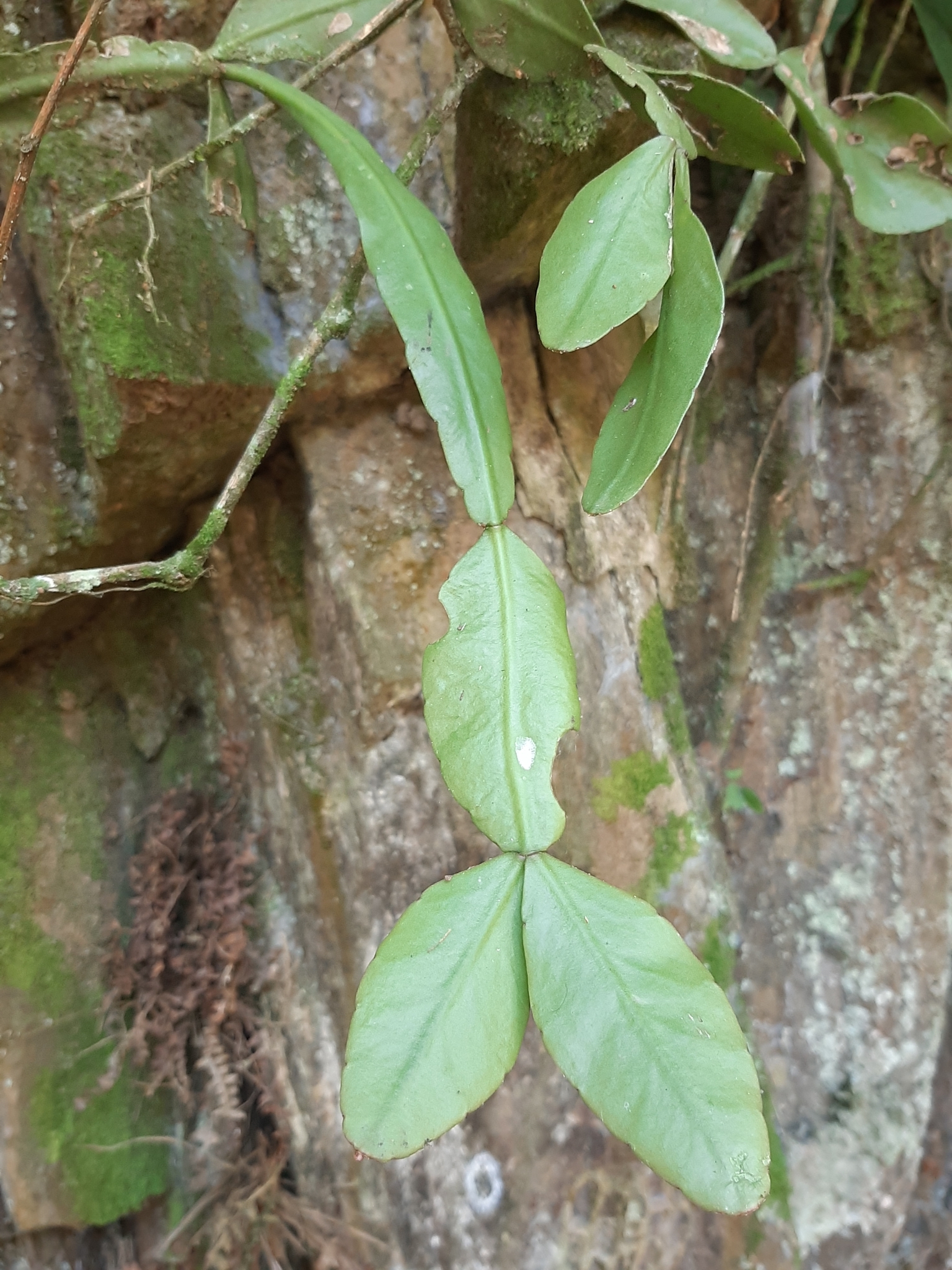 Imagem de Cacto-macarrão