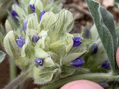 Pediomelum castoreum