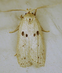 Scythropiodes issikii